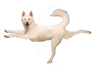 png免抠搞笑有趣动物