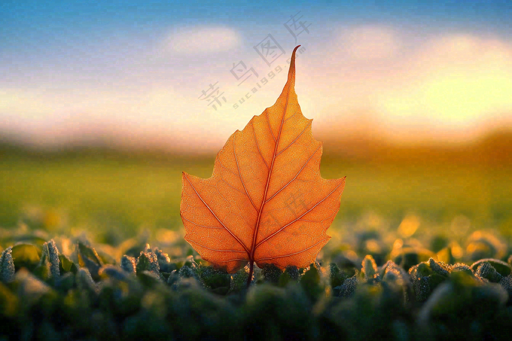 秋天掉落的落叶梧桐叶秋景秋分立秋摄影图