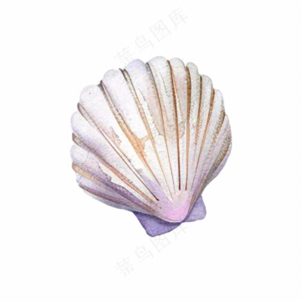 海洋扇贝贝壳卡通插画免抠