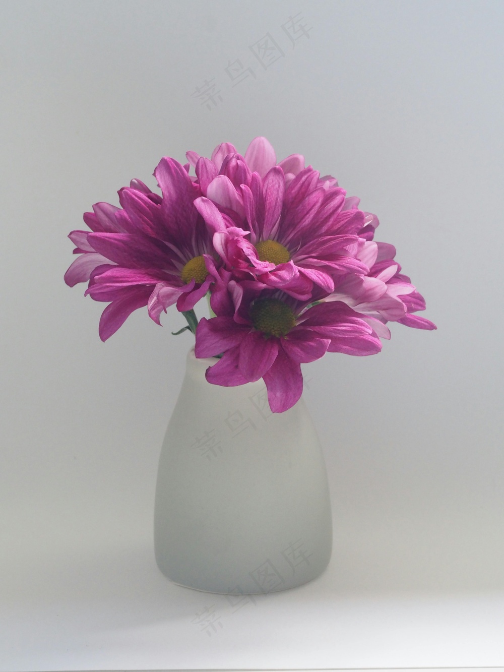 免费 白色花瓶上的粉红色花朵 素材图片