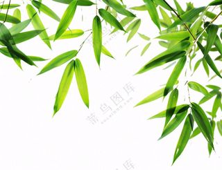 竹叶竹子碧绿摄影免抠