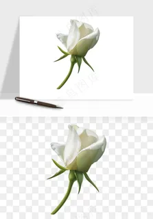 白玫瑰花枝花束png免抠