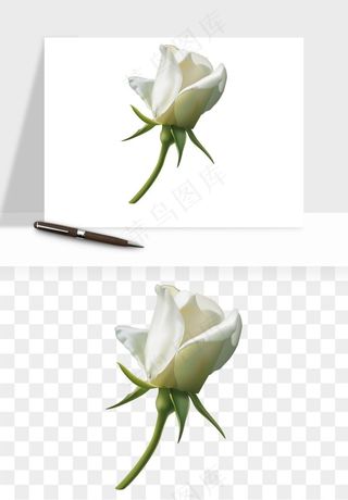 白玫瑰花枝花束png免抠