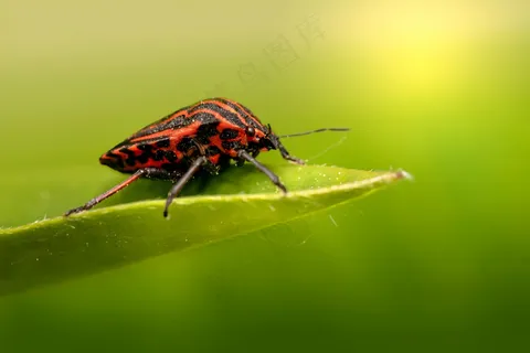 绿叶上的红色甲虫 绿叶上的红色甲虫