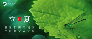 立夏公众号首图