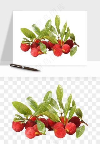 杨梅采摘水果png免抠