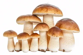 蘑菇杏鲍菇蔬菜免抠