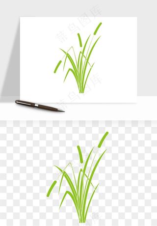 植物芦苇蒲苇香蒲png免抠