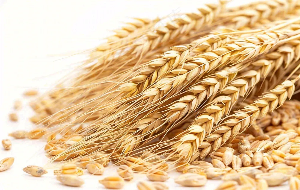 世界粮食日谷物米饭稻谷小麦摄影图