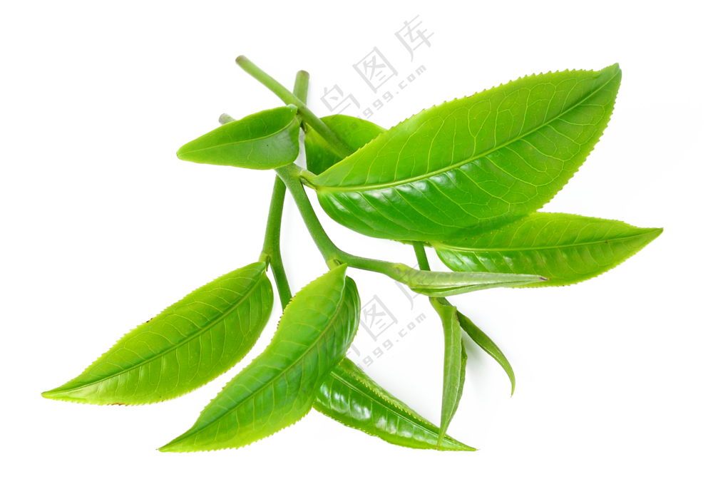 有光泽新鲜采摘的茶叶免抠图片素材