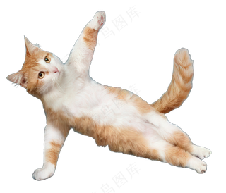 png免抠搞笑有趣动物