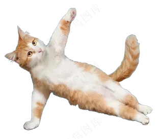 png免抠搞笑有趣动物