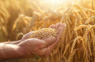 金黄的稻田手捧粮食珍惜粮食芒种世界粮食日摄影图