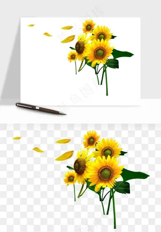 向日葵太阳花卉png免抠