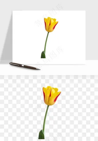 荷兰郁金香鲜花png免抠