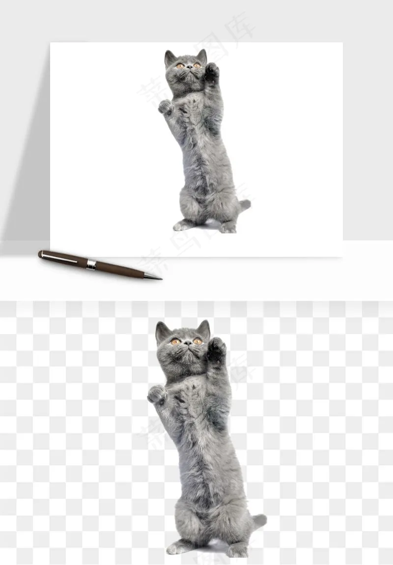 猫咪喵星人狗狗宠物元素png免抠