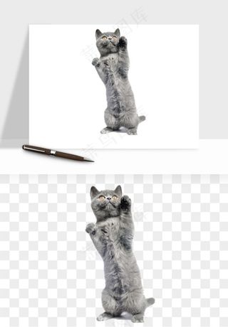 猫咪喵星人狗狗宠物元素png免抠