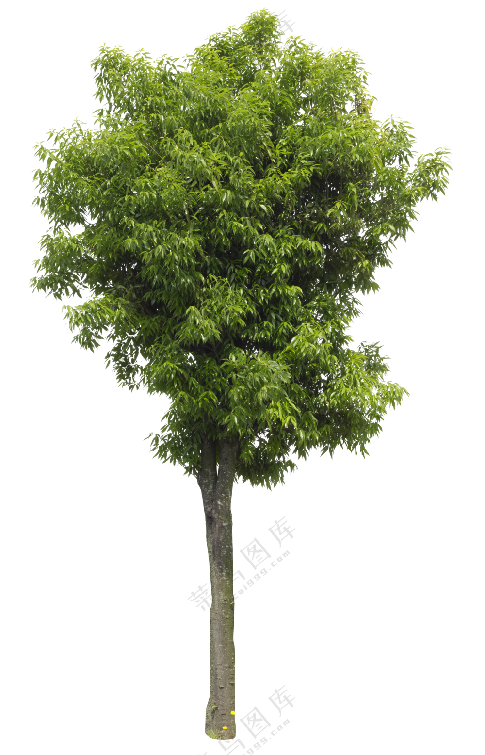 PNG免扣植物树木拼贴素材
