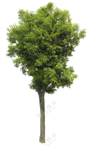 PNG免扣植物树木拼贴素材