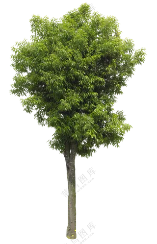 PNG免扣植物树木拼贴素材