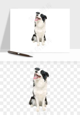 猫咪喵星人狗狗宠物元素png免抠