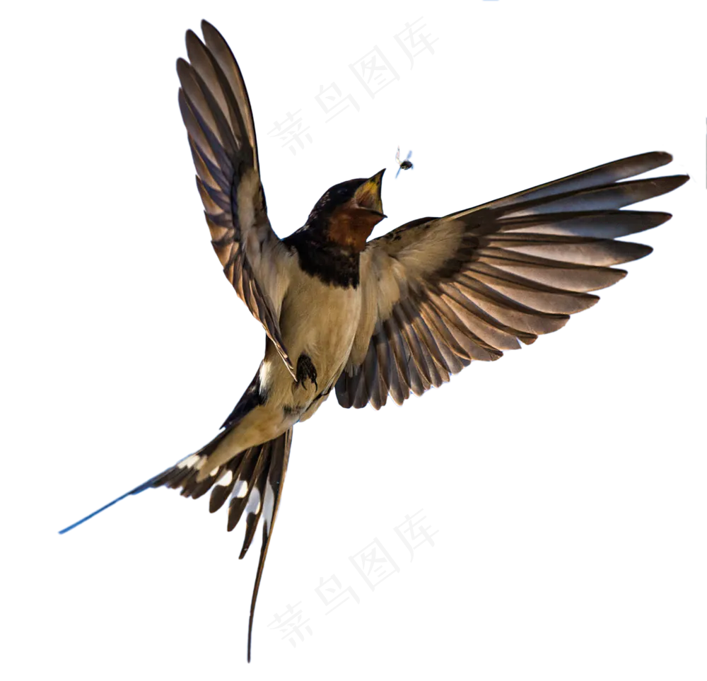 png免抠燕子鸟类动物