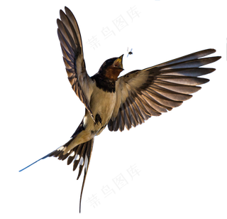 png免抠燕子鸟类动物