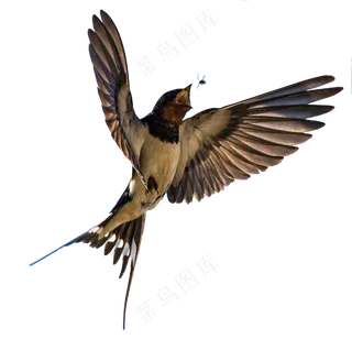 png免抠燕子鸟类动物