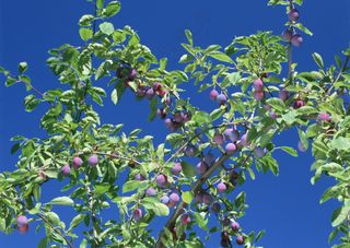 新鲜水果摄影图片 (16)