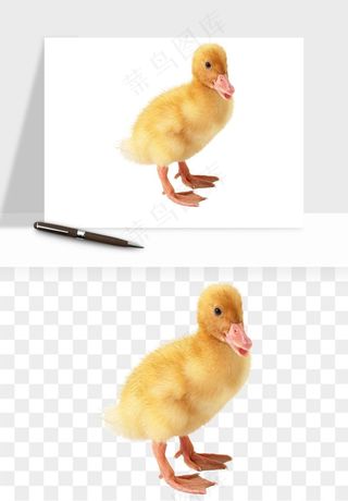 鸭子小鸭png免抠