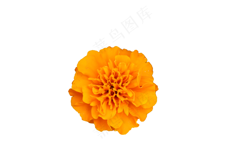 免抠花卉万寿菊
