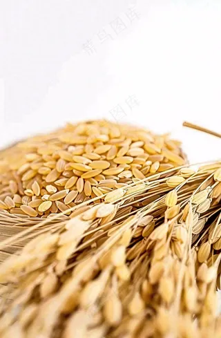 粮食稻谷米饭珍惜粮食丰收世界粮食日摄影图