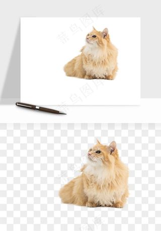 猫咪喵星人狗狗宠物元素png免抠