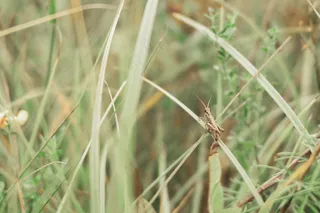 自然之舞：草丛间的棕色蚱蜢