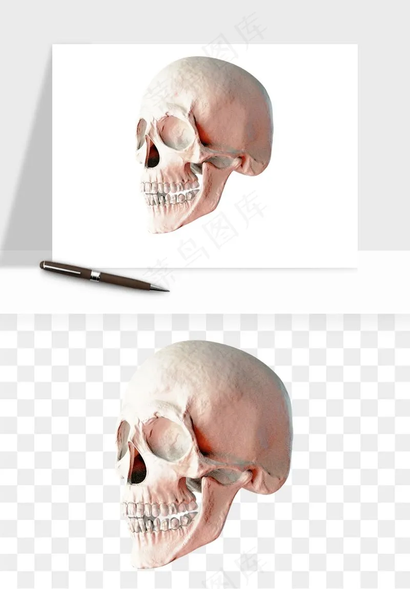 人体骨头png免抠