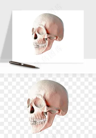 人体骨头png免抠