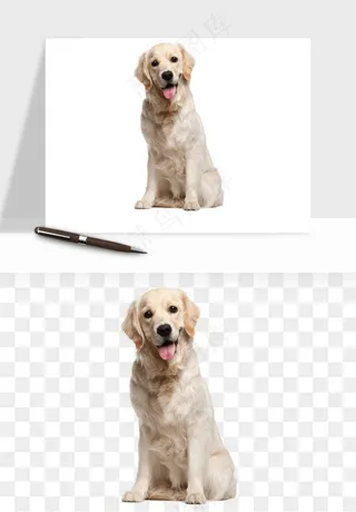 猫咪喵星人狗狗宠物元素png免抠