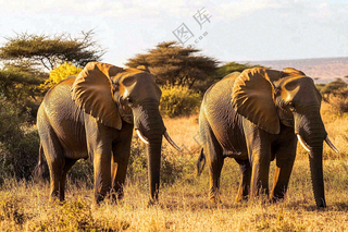非洲大草原大象象群野生动物保护动物摄影图