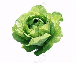 青菜生菜蔬菜免抠