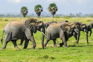 非洲大草原大象动物摄影图