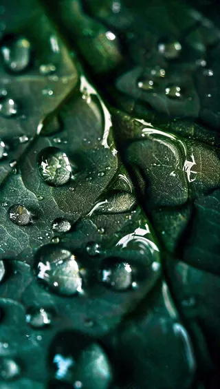 白露节气