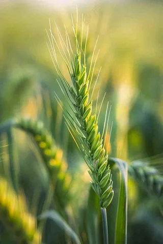 小麦绿色农田小满芒种摄影图