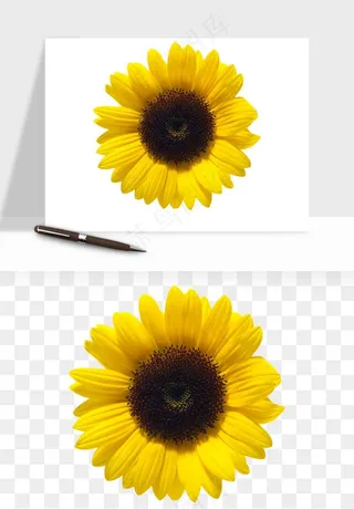 向日葵太阳花卉png免抠