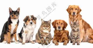 萌宠宠物猫狗合集免抠