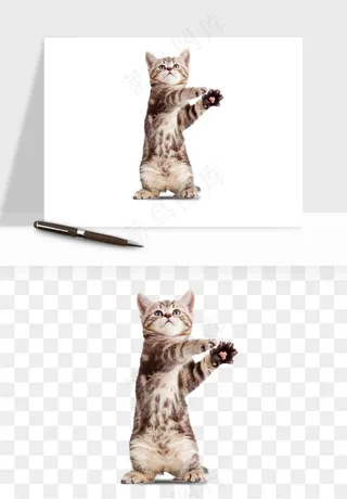 猫咪喵星人狗狗宠物元素png免抠