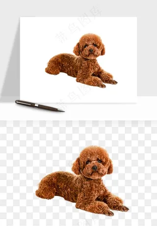 猫咪喵星人狗狗宠物元素png免抠