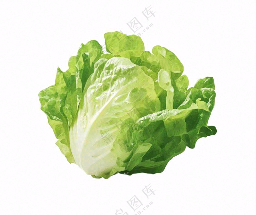 青菜生菜蔬菜免抠