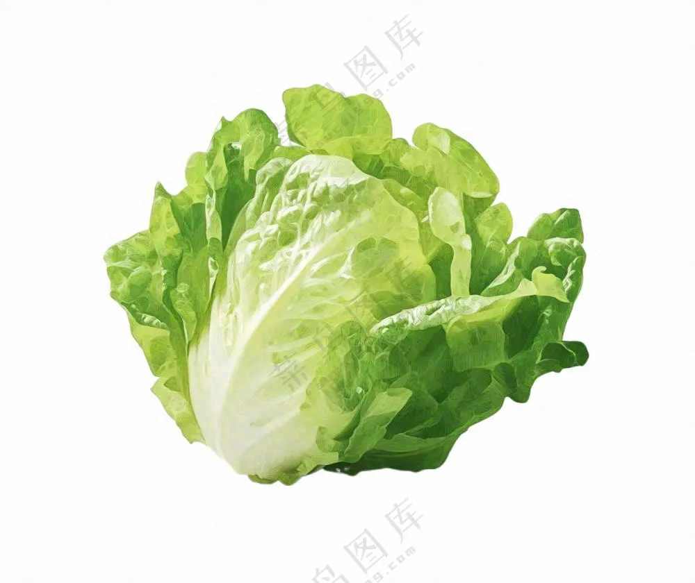 青菜生菜蔬菜免抠