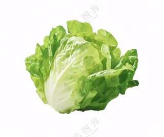 青菜生菜蔬菜免抠