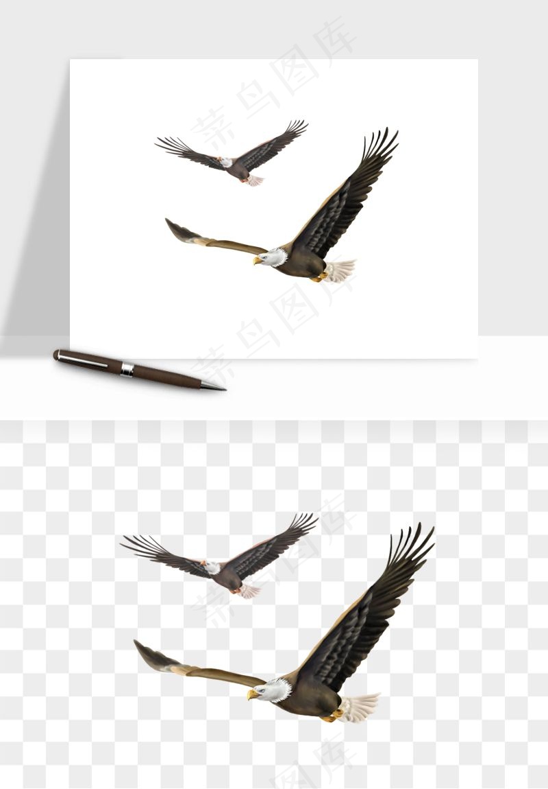 老鹰雄鹰展翅png免抠